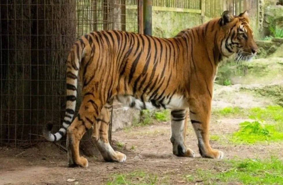 La tigresa vivía desde el 2009 en el zoológico de La Plata, hoy reconvertido en bioparque (Foto: archivo).