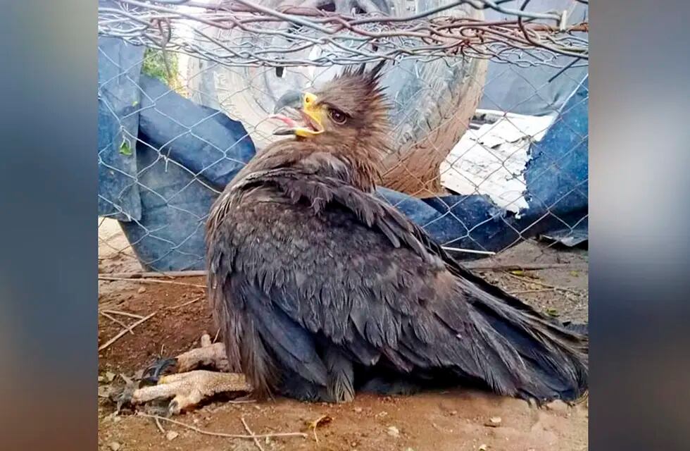 Rescatan un águila coronada que había caído a un tanque de agua en La Pampa