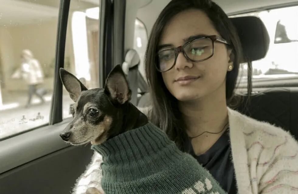 Cordobeses pueden viajar con sus mascotas en taxi.
