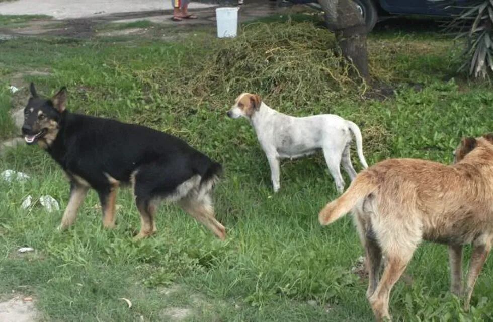 Perros abandonados en Mar del Plata.