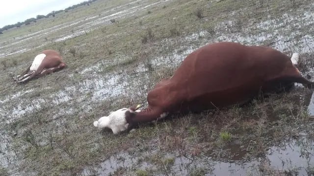 Un rayo mató tres vacas en San Jaime de la Frontera