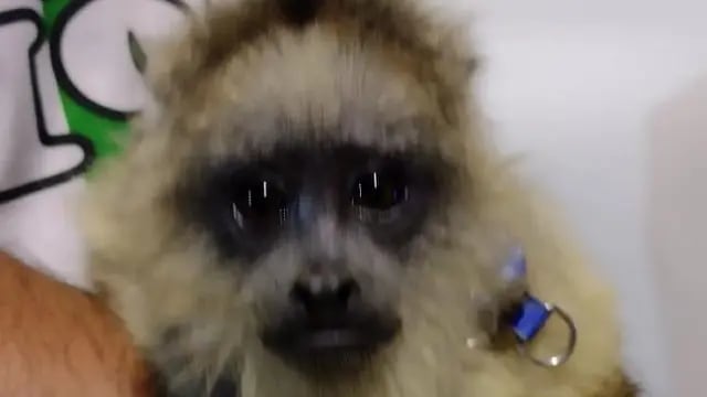 Rescataron a un mono Carayá de una vivienda.