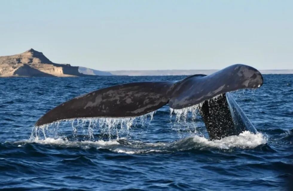 El impresionante video de la ballena en Chubut.