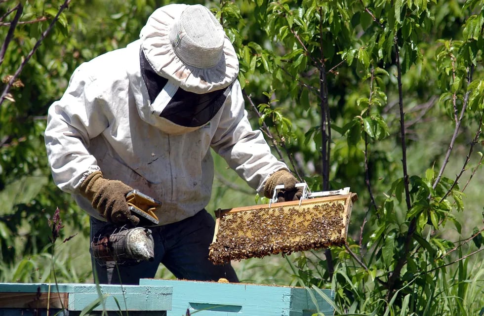 Ahora, el joven busca las abejas casa por casa para fortalecerlas y luego llevarlas al campo. (Foto ilustrativa / Patricio Caneo)