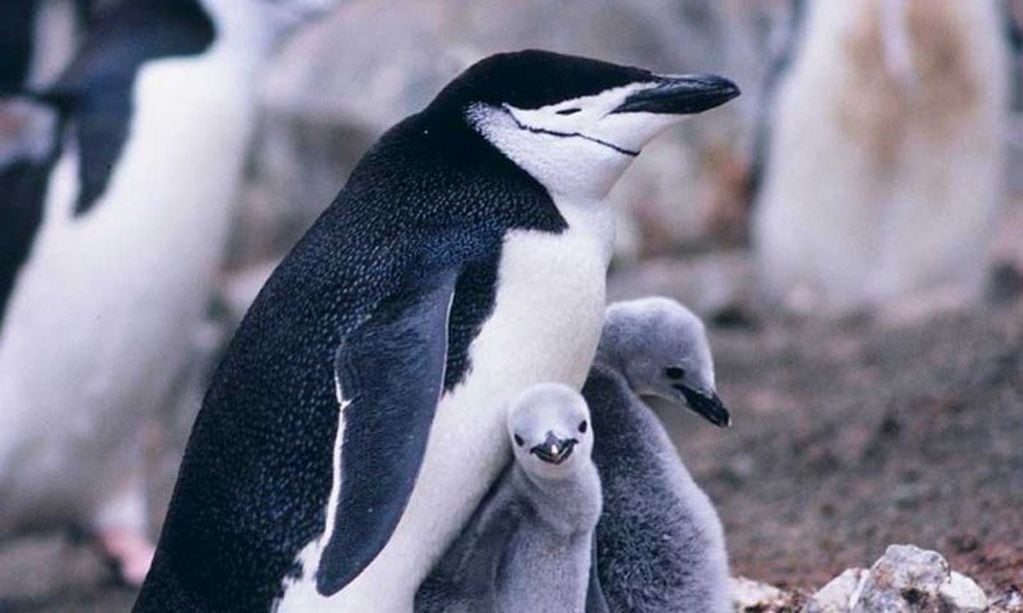 Pingüinos de "barbijo" o "barbudos".