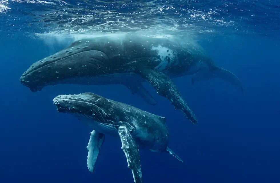 Armaron el árbol genealógico de una familia de ballenas Franca Austral de la Península Valdés.