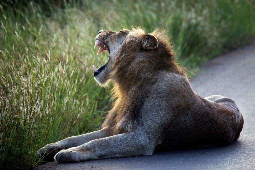 León en el Parque Kruger (AFP)