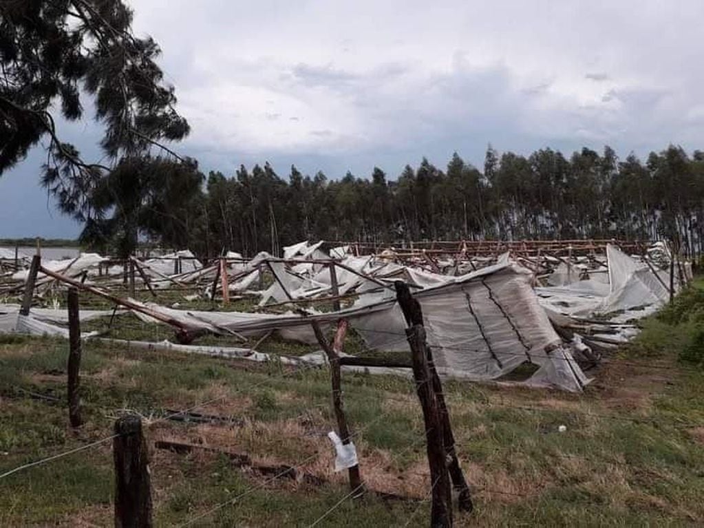 El temporal en Lavalle destrozó tendaleros de productores.