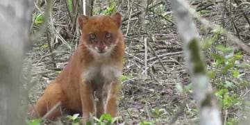 Rescataron a un Yaguarundí en Los Molles pensando que era un puma