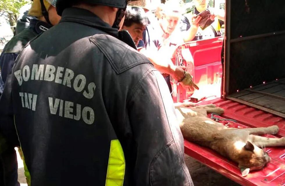 Bomberos de Tafí Viejo rescatan a un pequeño puma en el Club Médico de Los Nogales