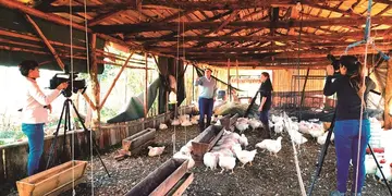 Cooperativa de Wanda apuesta a la cría de pollos para dejar el cultivo de tabaco