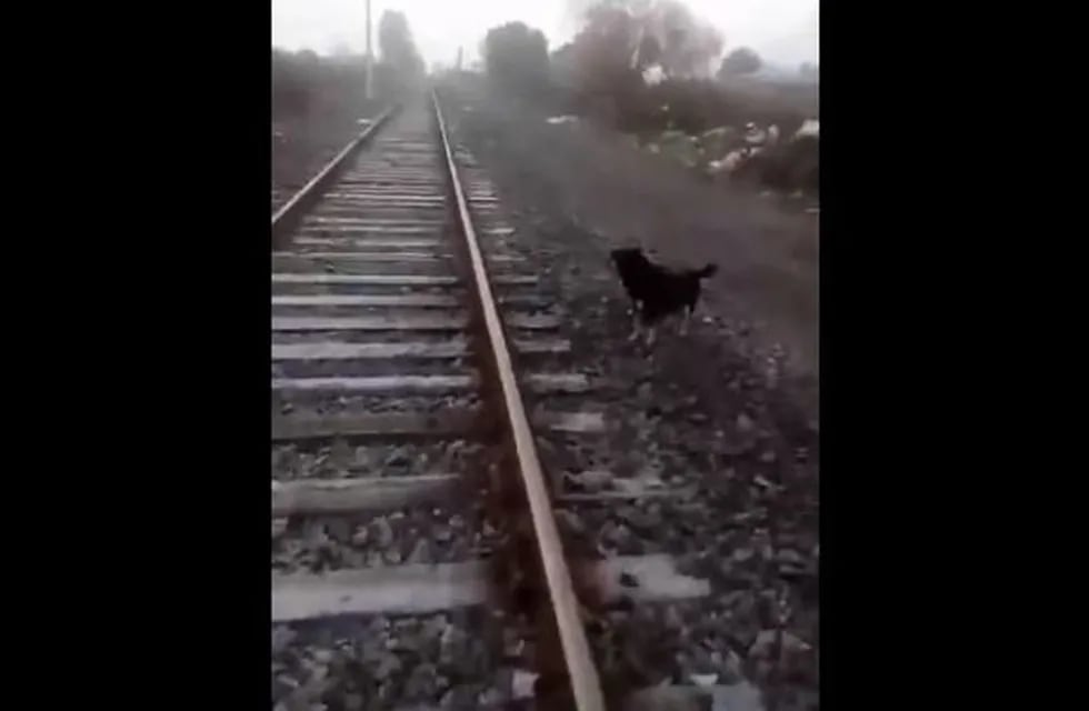Un maquinista detuvo el tren para salvar la vida de un perrito que estaba atado a las vías