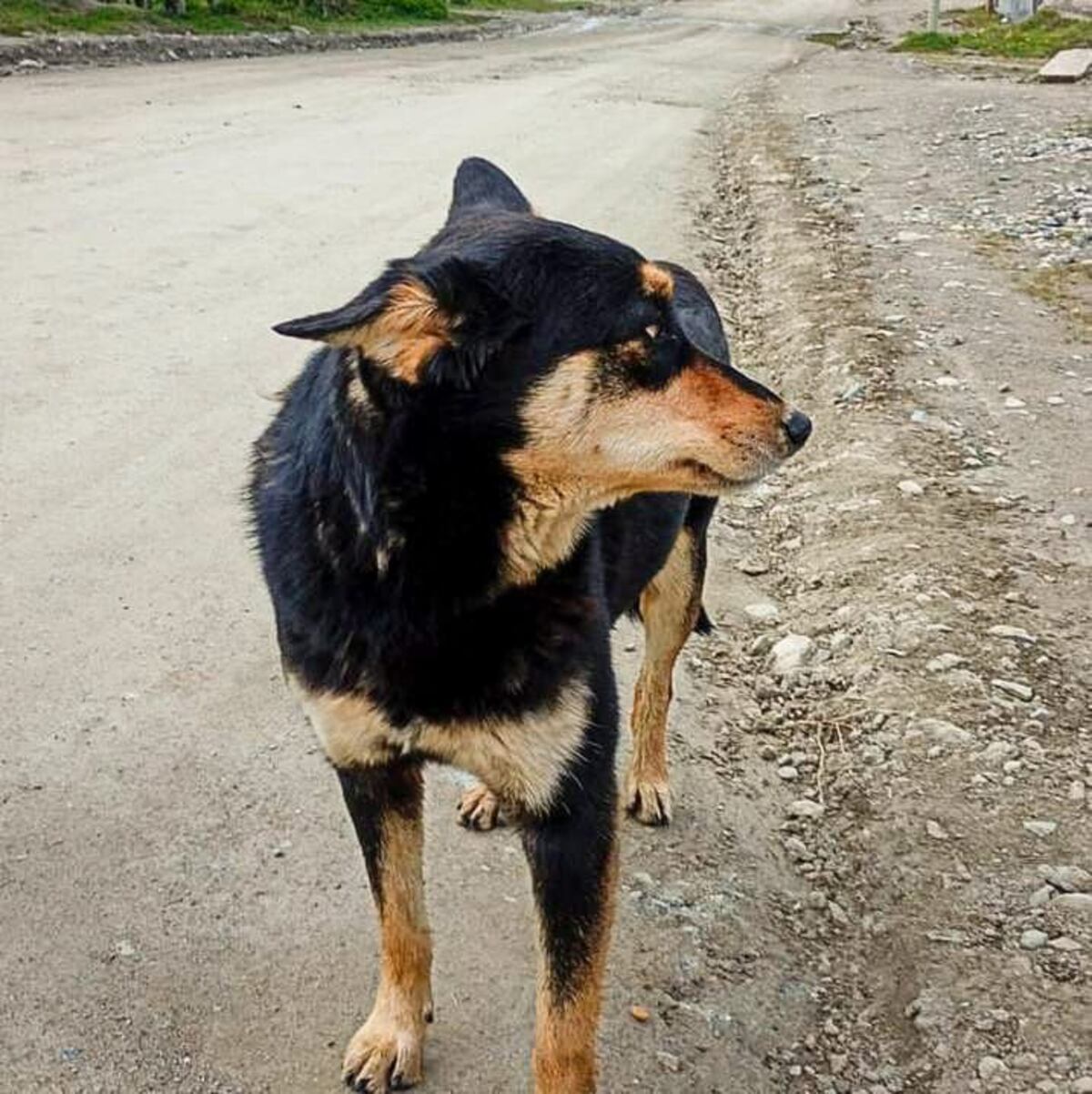 Controles de Zoonosis en Andorra.