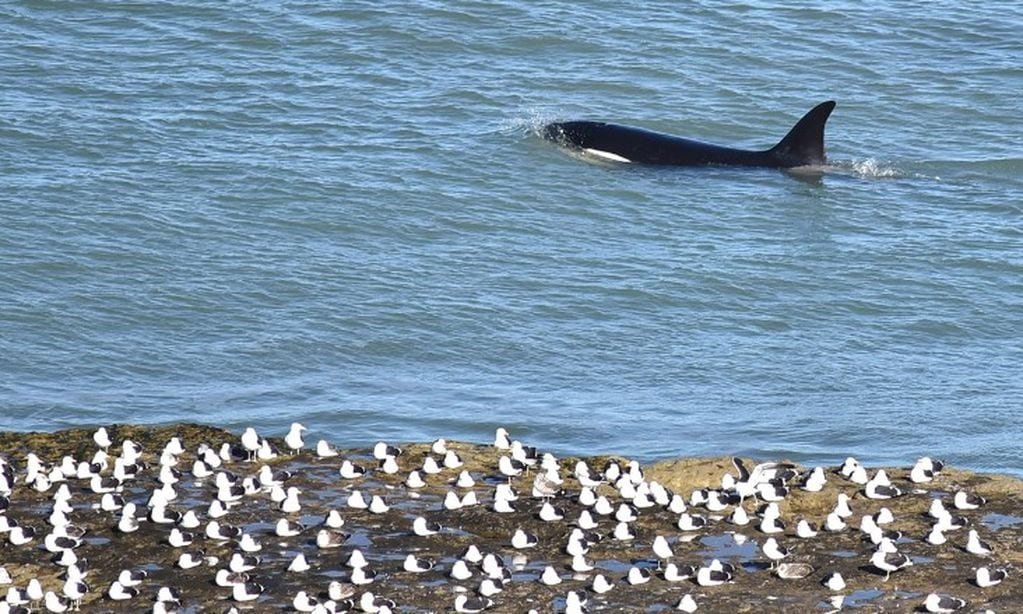 Así fue el espectáculo de las orcas en la Reserva Punta Bermeja.
