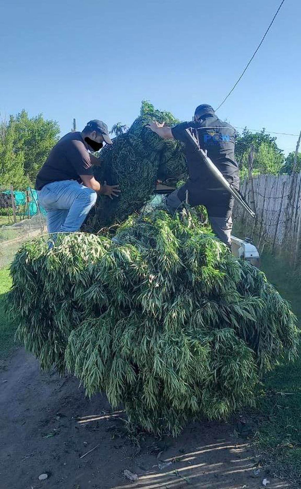 Algunas de las inmensas plantas de marihuana secuestradas en San Rafael y Malargüe.