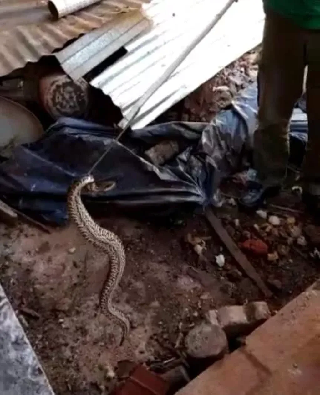 Garupá: rescataron a una serpiente de una vivienda del barrio Santa Helena.