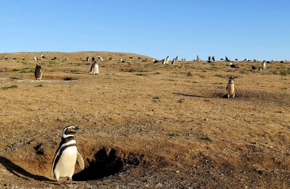 ACOMPAÑA CRÓNICA: CAMBIO CLIMÁTICO - AME8241. PATAGONIA CHILENA (CHILE), 04/02/2019.- Fotografía del 24 de enero de 2019, muestra una colonia de pingüinos en la isla Magdalena, en el sur de Chile. A 500 años del viaje en el que Fernando de Magallanes descubrió el principal paso natural entre el Atlántico y el Pacífico, quienes frecuentan hoy la zona advierten que el cambio climático ha llegado para quedarse: los pingüinos van en descenso y, salvo excepciones, los glaciares retroceden. EFE/Rodrigo García