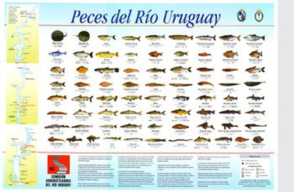 Peces del Río Uruguay
Crédito: CARU