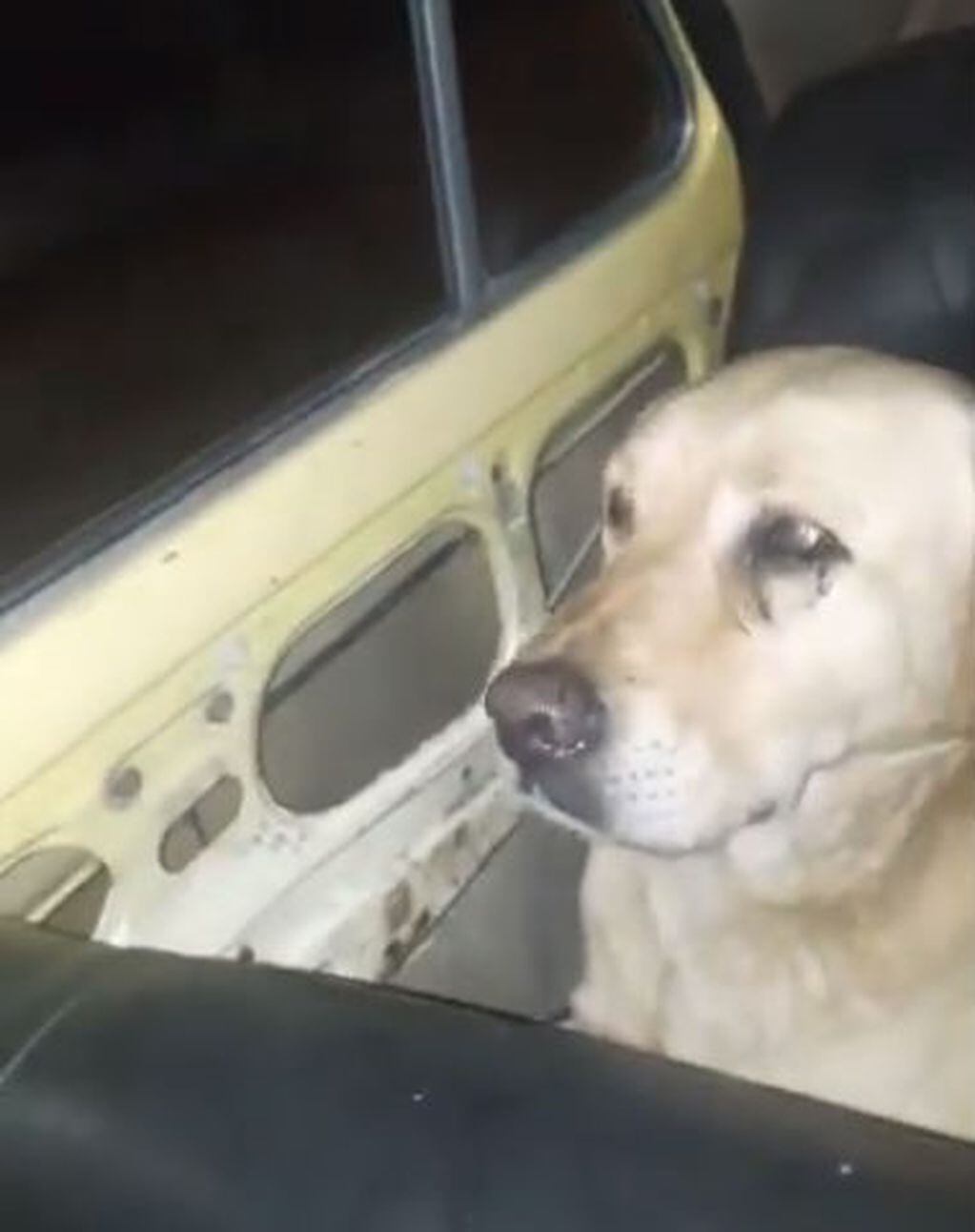 La secuencia del matrato de Boby, el perro obligado a arrojarse desde un auto en movimiento.