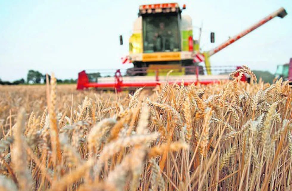 Se redujo la producción de trigo