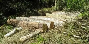 Dos personas fueron sorprendidas talando árboles nativos en Puerto Esperanza