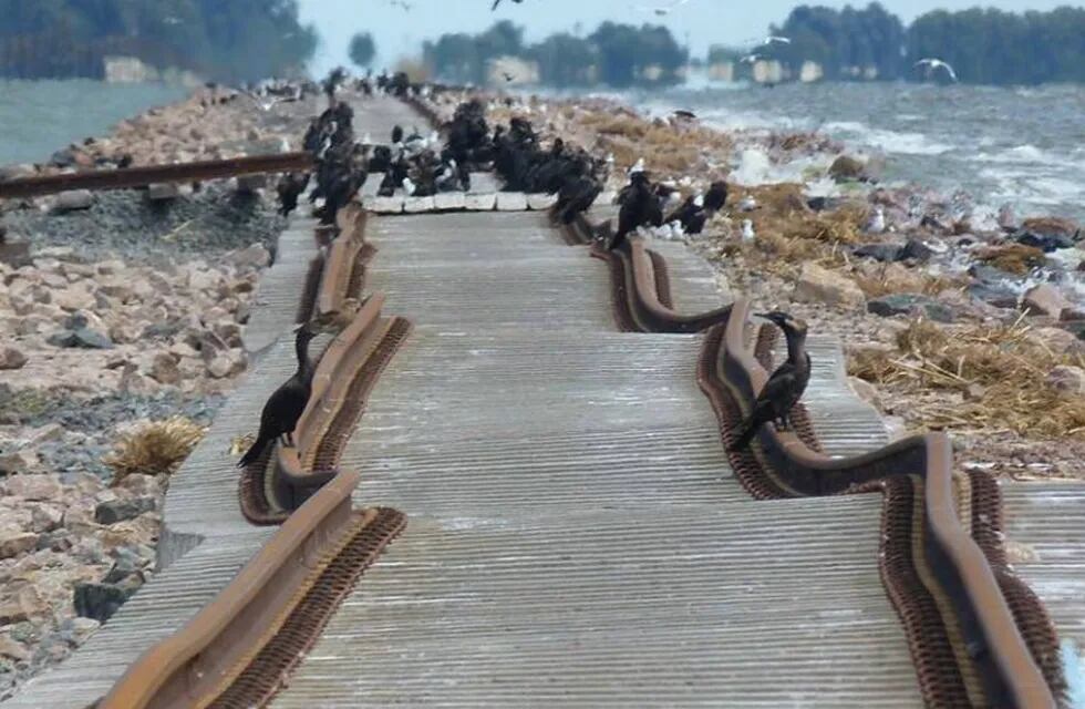 La vías en La Picasa destruidas por el agua.