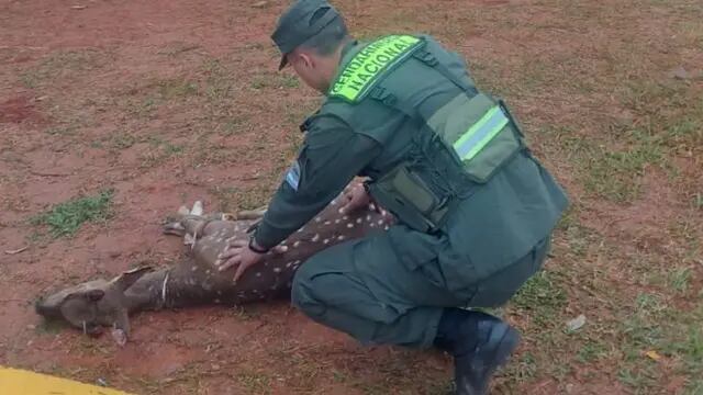 San Vicente: hallan malherido a un ciervo axis que lamentablemente falleció