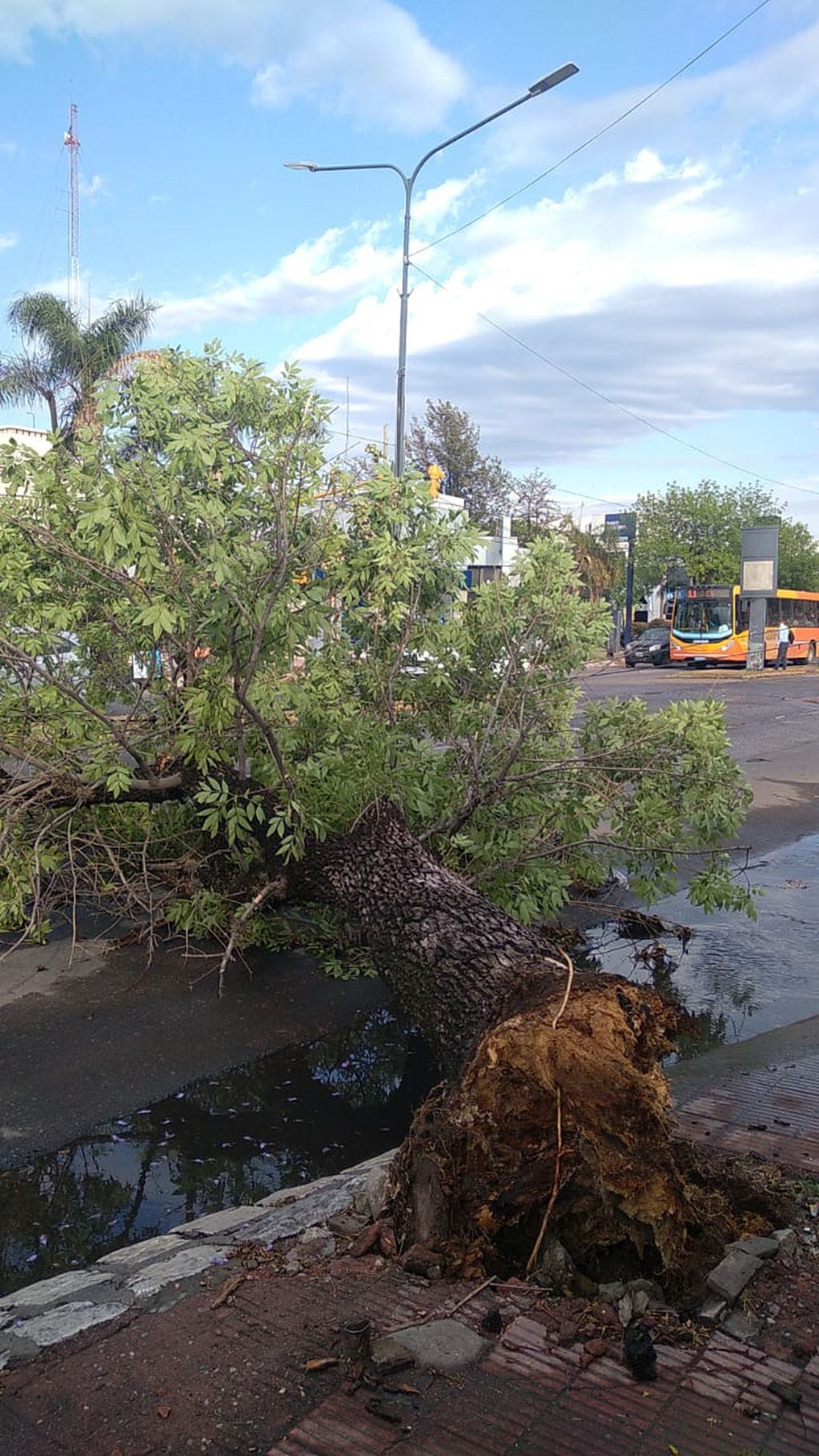 Un árbol se precipitó en avenida Rafael Núñez al 4100.