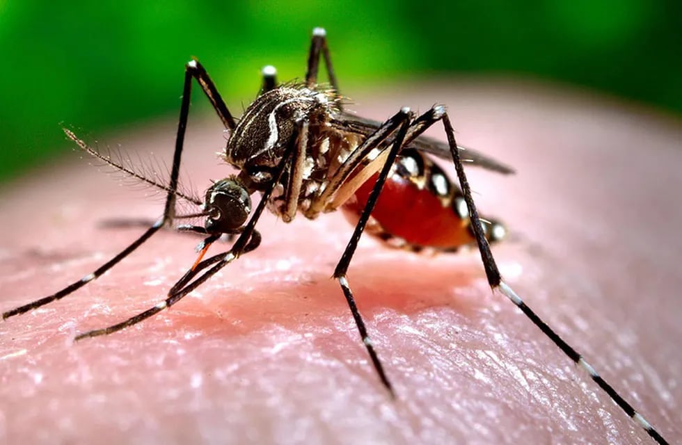 El mosquito Aedes aegypti puede transmitir el virus cuando pica a una persona.