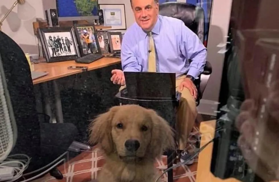 La divertida presencia de un perro en medio de una transmisión en vivo de su dueño meteorólogo