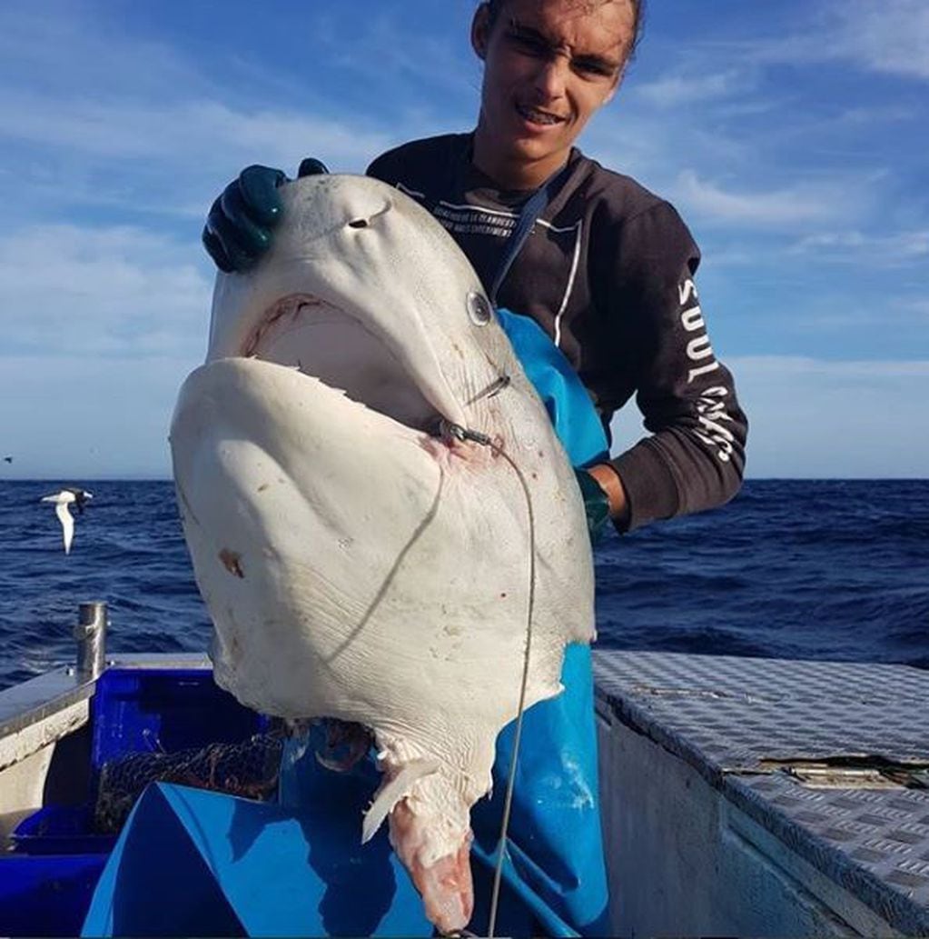 Encontraron la cabeza de un tiburón devorado por una criatura más grande (Foto: Instagram/trapman_bermagui)