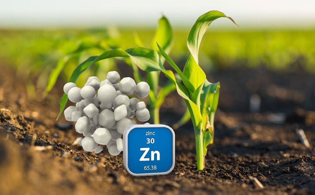 Zinc en cultivos, mejora en la calidad de las raíces y su tamaño.