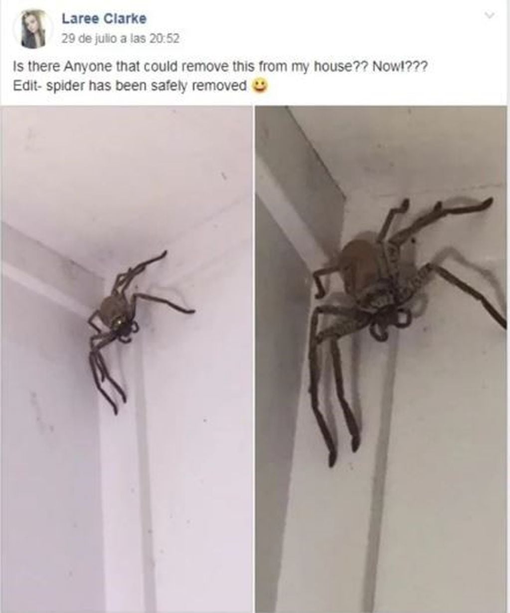 Una araña gigante apareció en la casa de una joven en Australia y generó una ola de memes y reacciones imperdibles en las redes sociales.