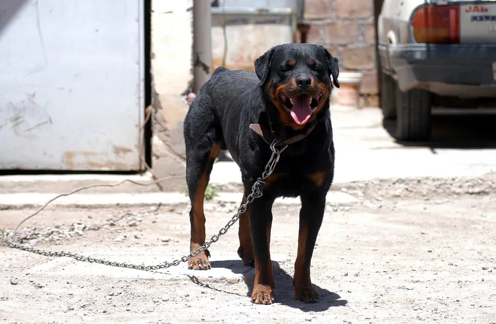 Un legislador de Córdoba presentó un proyecto para prohibir los perros potencialmente peligrosos.