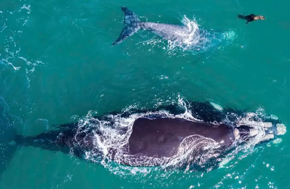 El tierno video de las ballenas y el lobo marino.