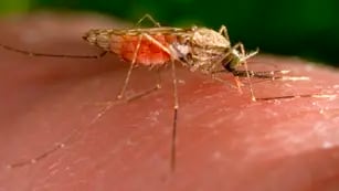 El truco definitivo para espantar a los mosquitos sin repelentes tóxicos