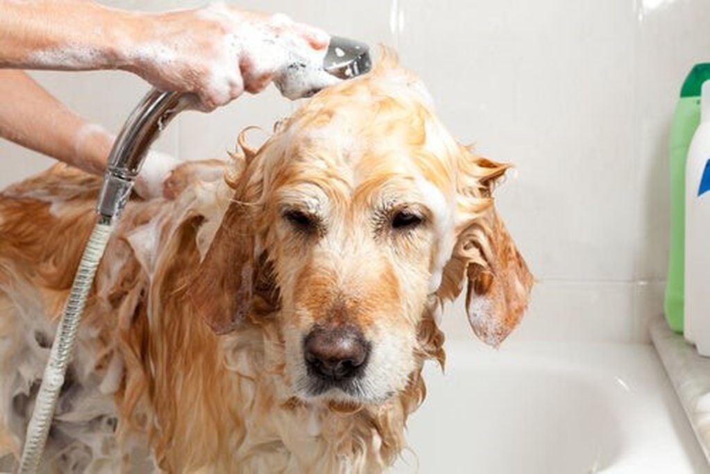 Bañá asiduamente a tu perro para evitar golpes de calor.