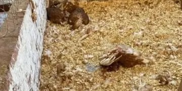 Ataque de jauría causó la muerte de más de 30 gallinas de una escuela de Campo Viera