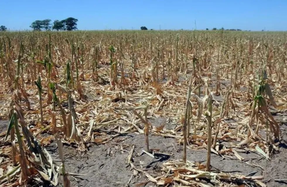 La sequía afectó la producción de trigo y legumbres en varios puntos del país.