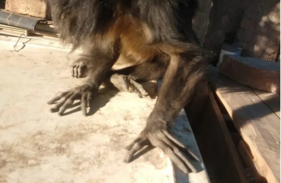 El mono aullador recuperado por las autoridades tiene alrededor de 8 años.