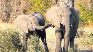 El Parque Nacional Addo abarca casi 300 mil hectáreas de superficie que poseen una abundante vegetación, lo que ha permitido la proliferación del elefante africano. 