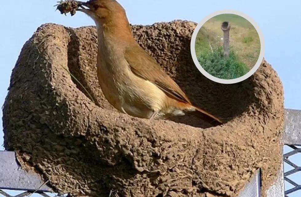 En medio de la sequía un entrerriano se solidarizó con un hornero a construir su nido.