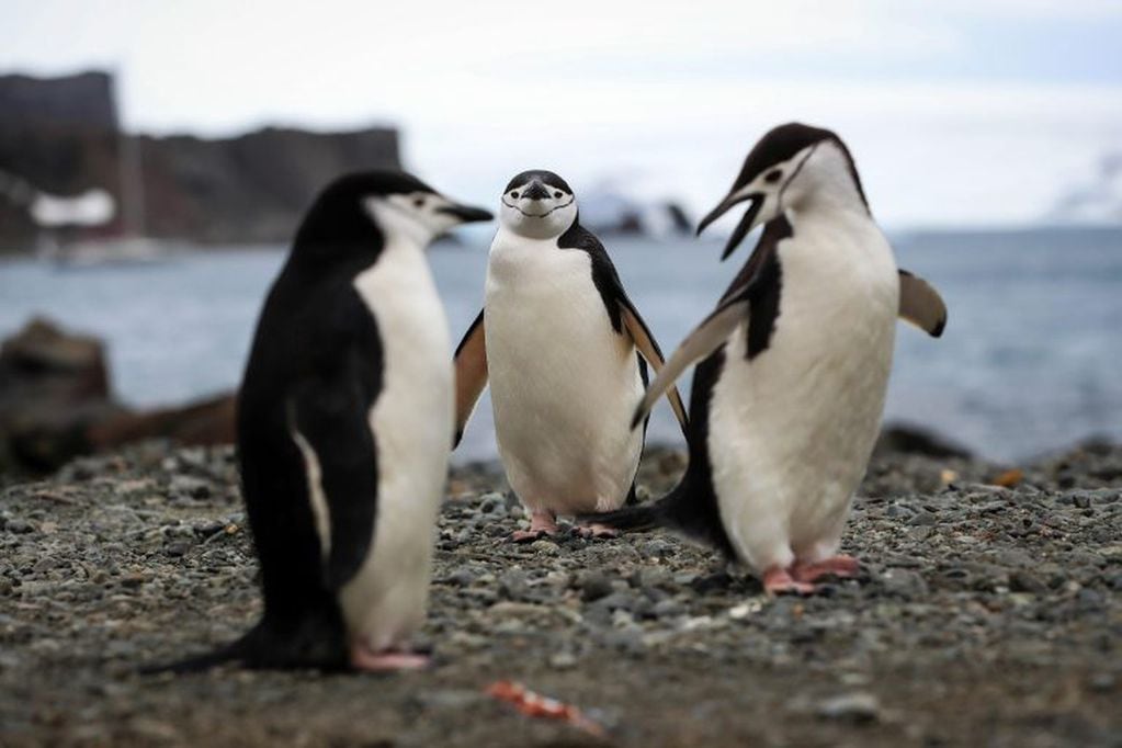 Pingüinos de barbijo caminando por las cosats de la Isla 25 de mayo / isla Rey Jorge.