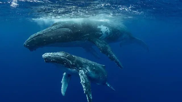 Las ballenas sorprendieron a una pareja chubutense en Puerto Madryn (Imagen ilustrativa).