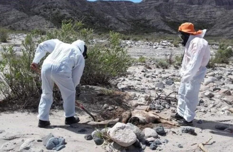 Encontraron varios animales muertos en Belén luego de la crecida del río