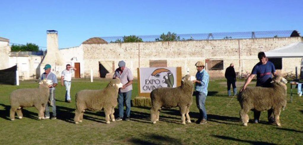 Expo Ovino en Alpachiri (Gobierno de La Pampa)