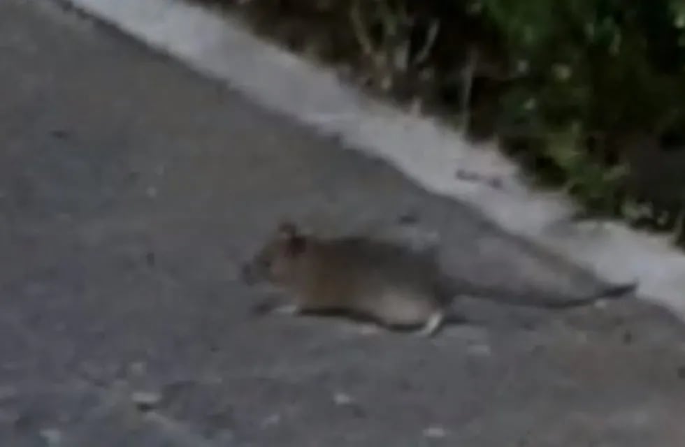 Invasión de ratas en Plaza Sarmiento