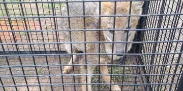 Rescataron a un zorro herido en Garupá
