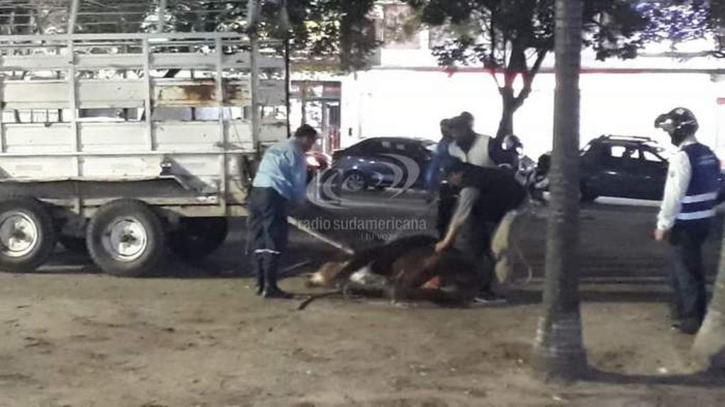 Un ternero escapó de un camión y generó caos en las calles de Corrientes.