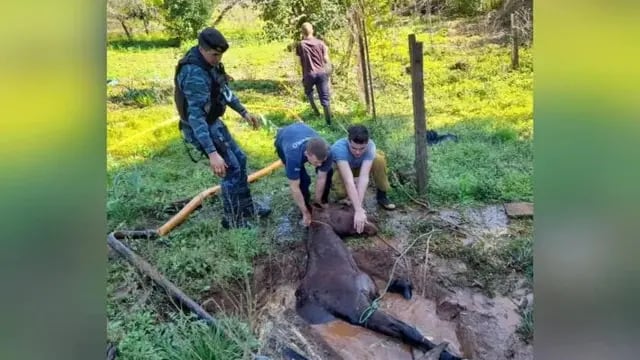 Rescatan a un caballo que cayó a un pozo de agua de más de 5 metros en San Vicente